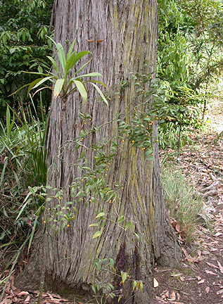 KarwarraBerries on vine around tree1451.jpg - 284279 Bytes